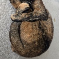 猫が前足で体を抱え込んでいる様子