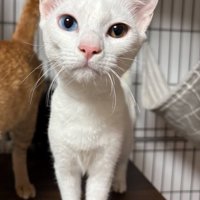 保護された白猫