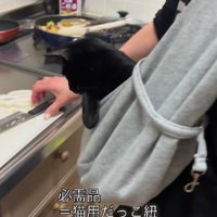抱っこ紐に入った猫