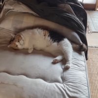 横になる姿