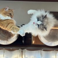 遊んでいる猫たち