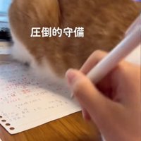 手を抱きしめる猫