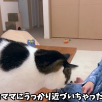 うっかり近づいちゃった