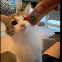 ちゅーるを食べている子猫