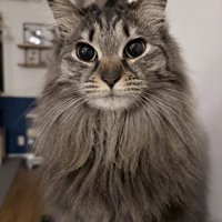 お座りする猫