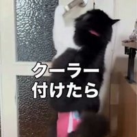 右後ろ足で立ちドアノブに前足を伸ばす猫