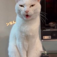 「ンなん」と書かれた写真