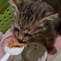 ご飯を食べる子猫