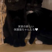 ケージの中に佇む2頭の子猫
