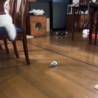 部屋を歩く子猫たち
