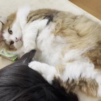 長毛猫が髪の毛を触っている様子