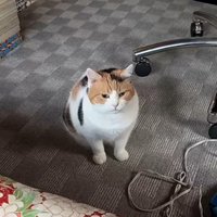たたずむ猫
