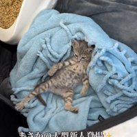 毛布の上で眠そうな子猫