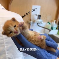 手袋をした手で持たれる子猫