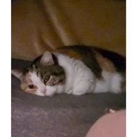 こたつの中の猫