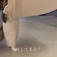 布の下からのぞく二本のもふもふした足