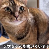 鳴いているリサちゃん