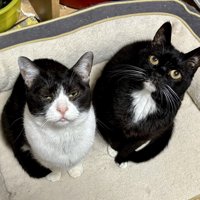 薄目を空けたハチワレ猫と目をまん丸にして座る黒猫