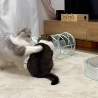 パンチがすかっ