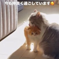 茶白の猫の頭を舐めるグレー白の猫