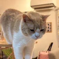 前のめりな猫