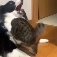口を開けて上を向く犬