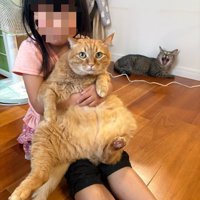 女の子のひざにのった猫