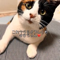 顔を上げている猫