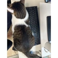 パソコンの前にいる猫