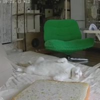 ペットカメラにうつる猫