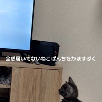 テレビを見ている子猫