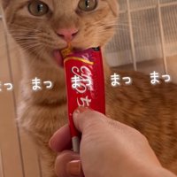 おやつを食べる猫2