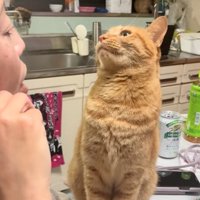 猫を注意するお母さん