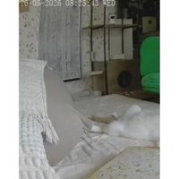 ペットカメラにうつる猫