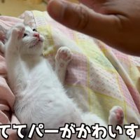 両手を広げる子猫（おててパーがかわいすぎる）