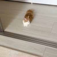 床に座り込むマンチカン