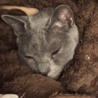 飼い主の服の中から顔を出して眠る猫