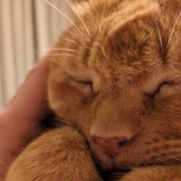 マッサージしてもらう猫