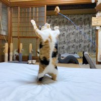 おもちゃで遊ぶ三毛猫
