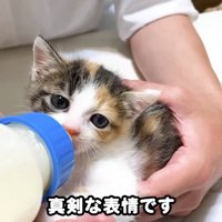 真剣な表情でミルクを飲むミケ子猫