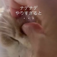 ご満悦な猫