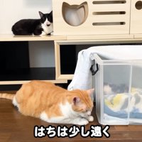 テロップ「はちは少し遠く」