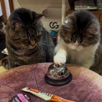 ベルを鳴らそうとしている猫と見守る猫