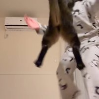 ジャンプする猫