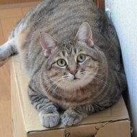 正面を向くキジトラ猫