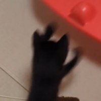 ブランコから下りてイスに前足を伸ばす子猫