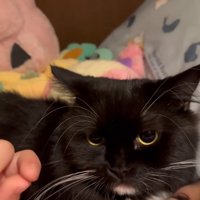 カメラ目線の猫ちゃん（左下にお姉ちゃんの額）