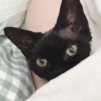 飼い主と一緒に布団に入って腕枕してもらっている猫