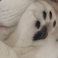 透明ボウルから覗く猫の肉球