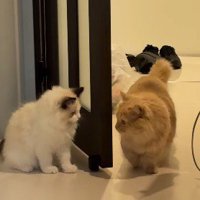 待ち伏せする猫と一瞥する猫